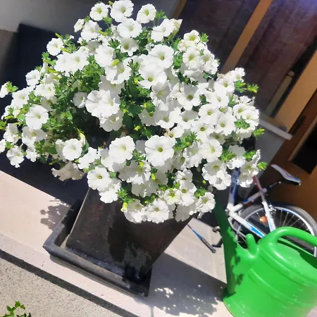 Rosenrot Apartamento