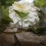 Rosenrot Апартаменти *